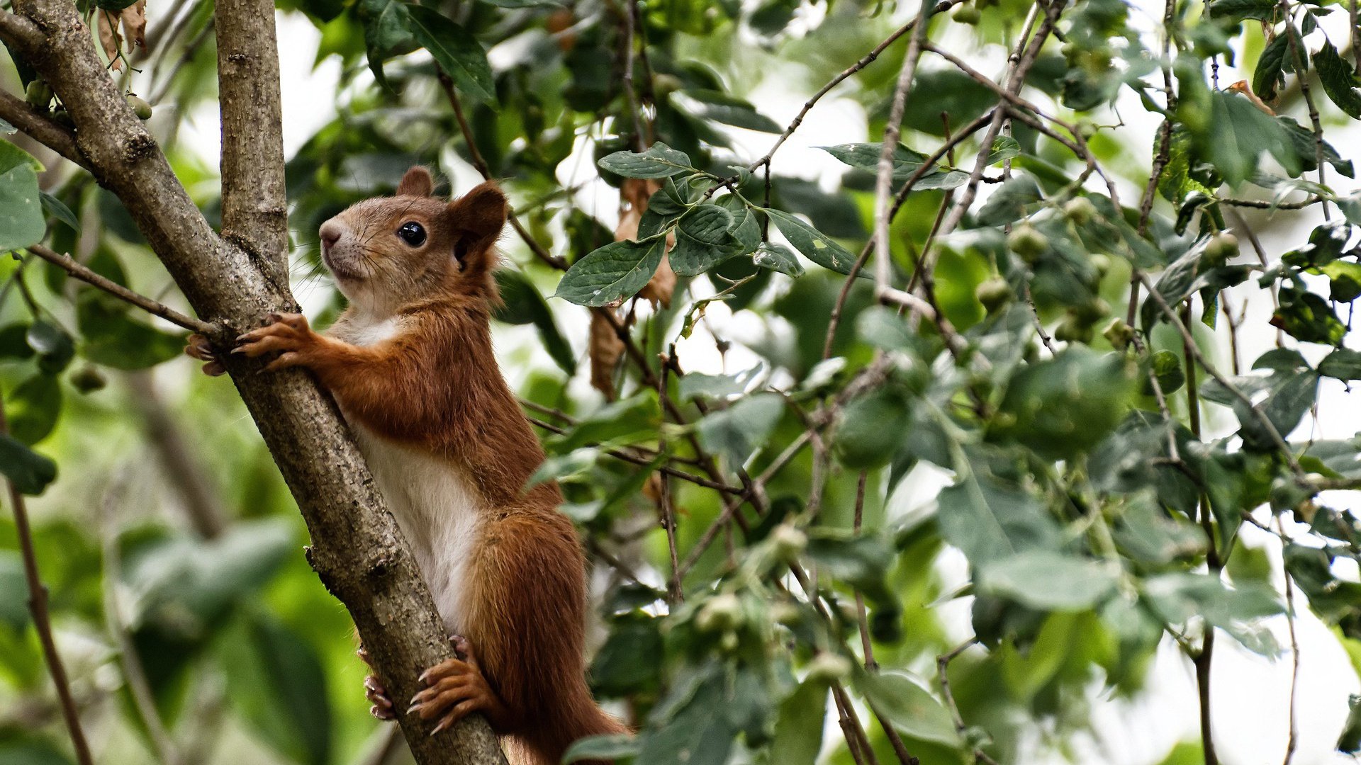 技术数据揭示中段控速的价值，中段加速是指多少码