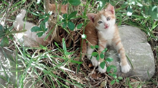 数据分析是否能取代传统篮球直觉，篮球数据分析师