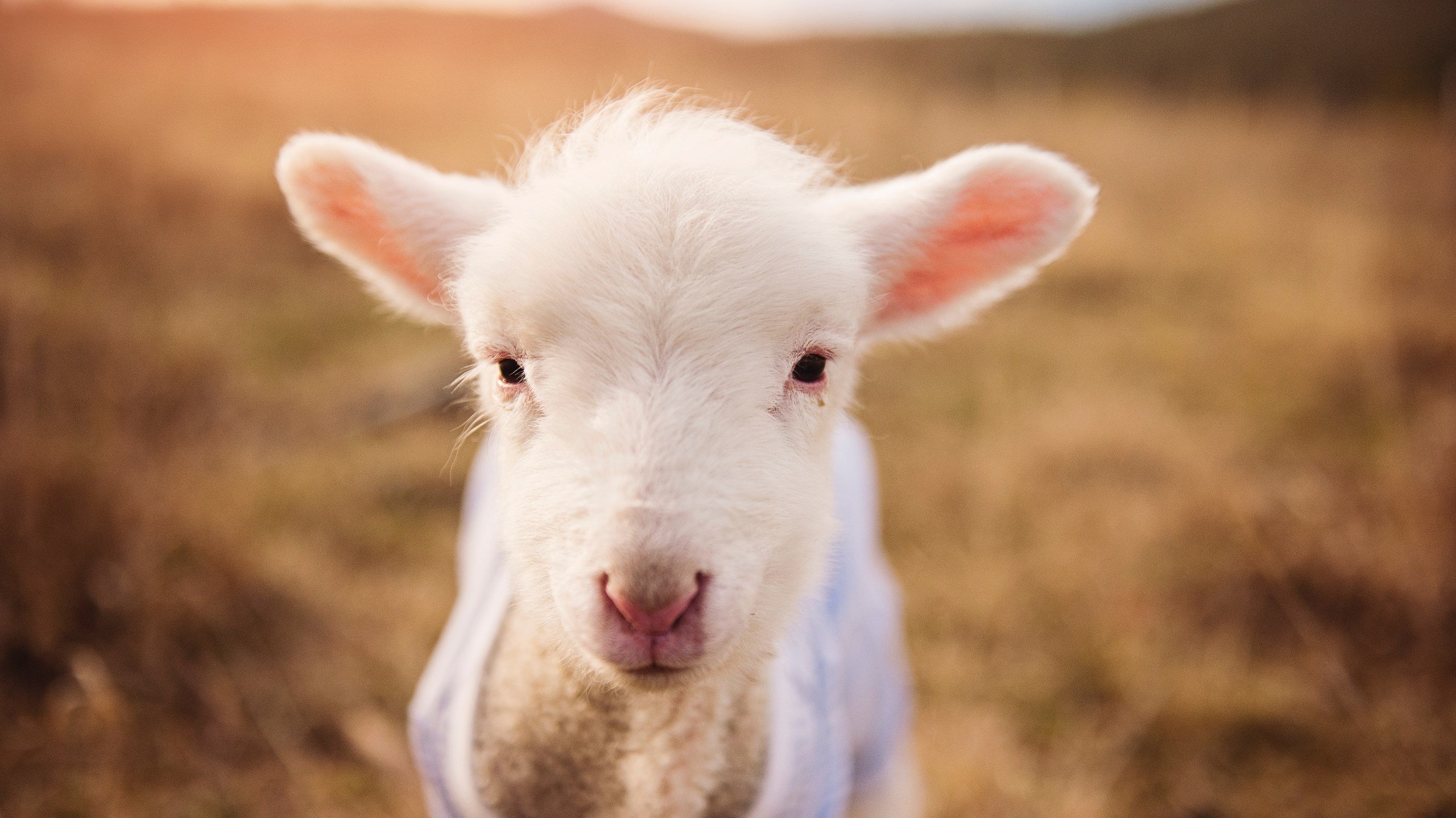 澳大利亚队团体赛制下的协作与配合:如何通过团队配合克敌制胜